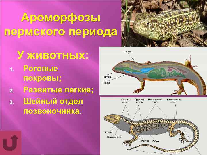 Ароморфозы пермского периода У животных: 1. 2. 3. Роговые покровы; Развитые легкие; Шейный отдел