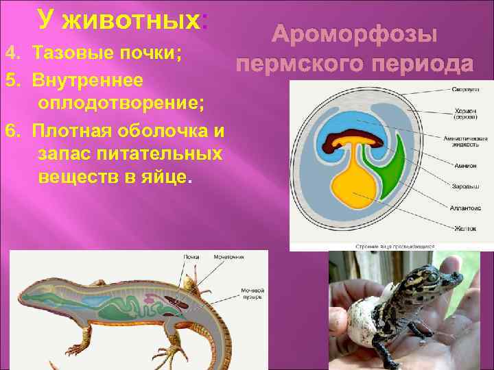 У животных: 4. Тазовые почки; 5. Внутреннее оплодотворение; 6. Плотная оболочка и запас питательных