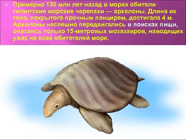  Примерно 130 млн лет назад в морях обитали гигантские морские черепахи — архелоны.