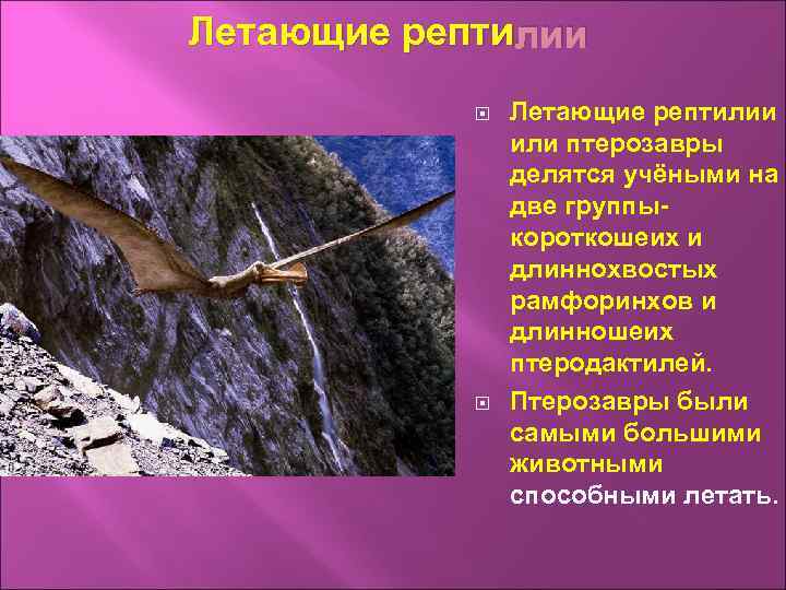 Летающие репти лии Летающие рептилии или птерозавры делятся учёными на две группыкороткошеих и длиннохвостых