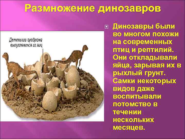 Размножение динозавров Динозавры были во многом похожи на современных птиц и рептилий. Они откладывали
