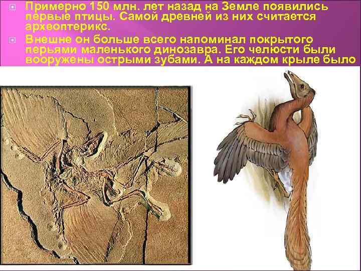 Откуда появились птицы. Первая птица на земле. Археоптерикс древнее животное представитель. Археоптерикс и птеродактиль. Первые птицы появились в эру.