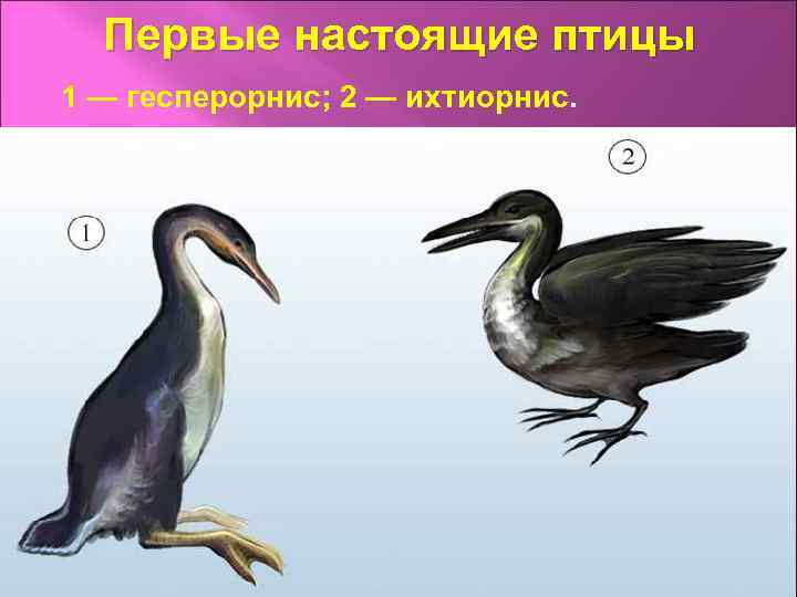 Первые настоящие птицы 1 — гесперорнис; 2 — ихтиорнис. 