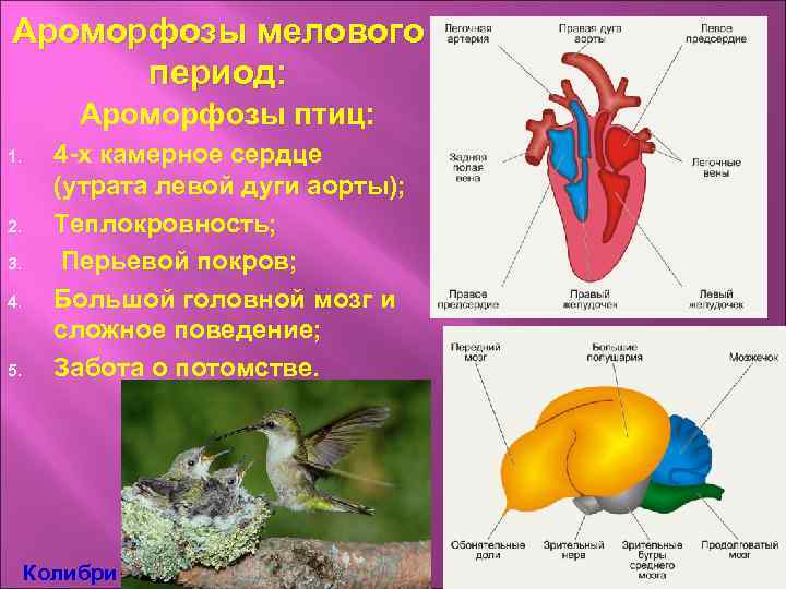 Ароморфозы птиц презентация