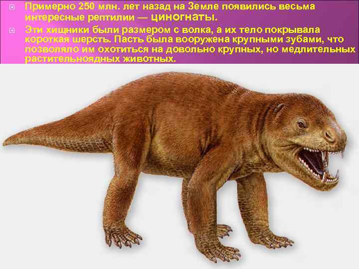  Примерно 250 млн. лет назад на Земле появились весьма интересные рептилии — циногнаты.