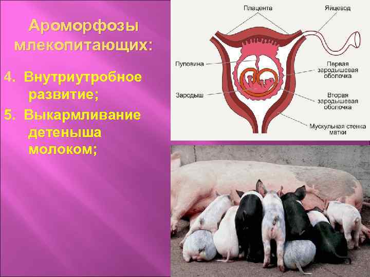 Схема годового цикла млекопитающих