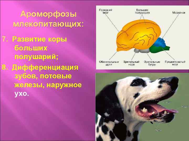Ароморфозы млекопитающих: 7. Развитие коры больших полушарий; 8. Дифференциация зубов, потовые железы, наружное ухо.