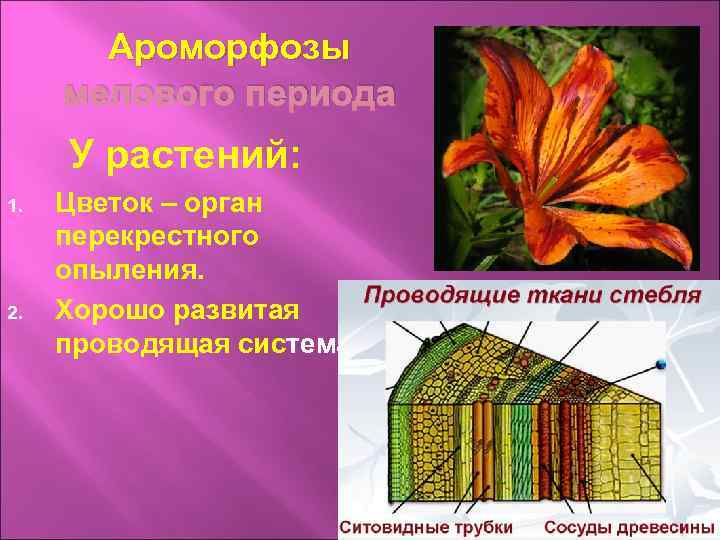 Ароморфозы мелового периода У растений: 1. 2. Цветок – орган перекрестного опыления. Хорошо развитая