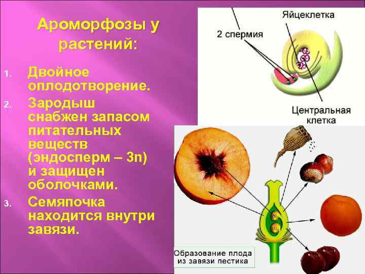 Ароморфозы у растений: 1. 2. 3. Двойное оплодотворение. Зародыш снабжен запасом питательных веществ (эндосперм