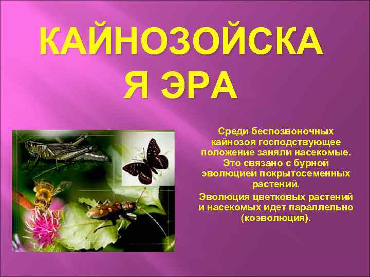 КАЙНОЗОЙСКА Я ЭРА Среди беспозвоночных кайнозоя господствующее положение заняли насекомые. Это связано с бурной