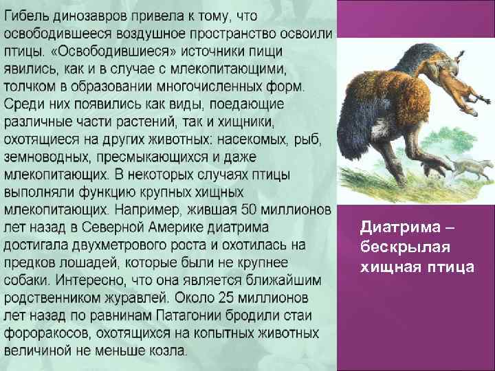 Диатрима – бескрылая хищная птица 