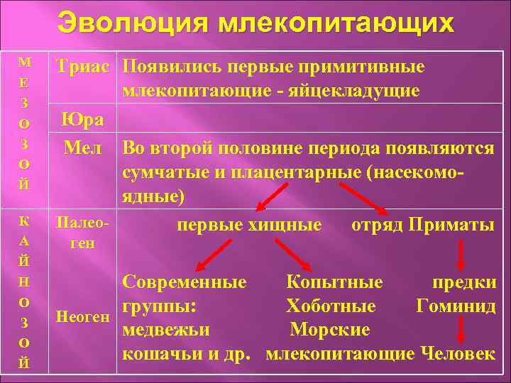 Эволюция млекопитающих М Е З О Й К А Й Н О З О