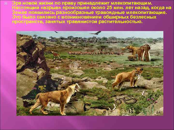  Эра новой жизни по праву принадлежит млекопитающим. Настоящий «взрыв» произошел около 25 млн.