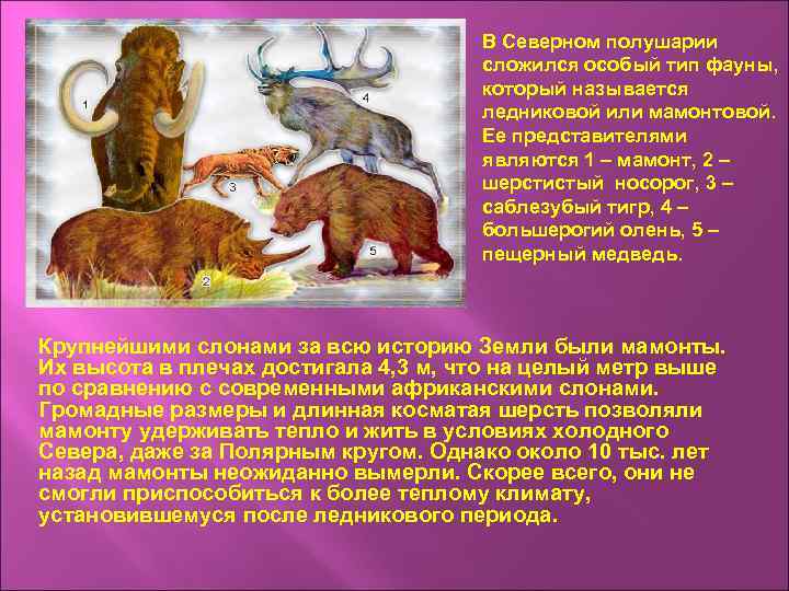 В Северном полушарии сложился особый тип фауны, который называется ледниковой или мамонтовой. Ее представителями