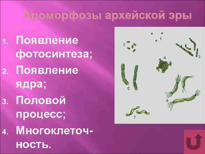 Ароморфозы архейской эры 1. 2. 3. 4. Появление фотосинтеза; Появление ядра; Половой процесс; Многоклеточность.