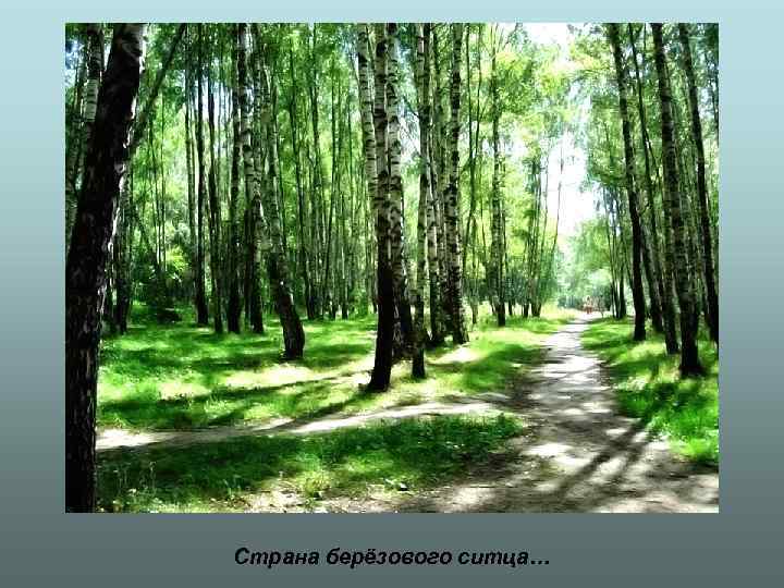 Страна берёзового ситца… 