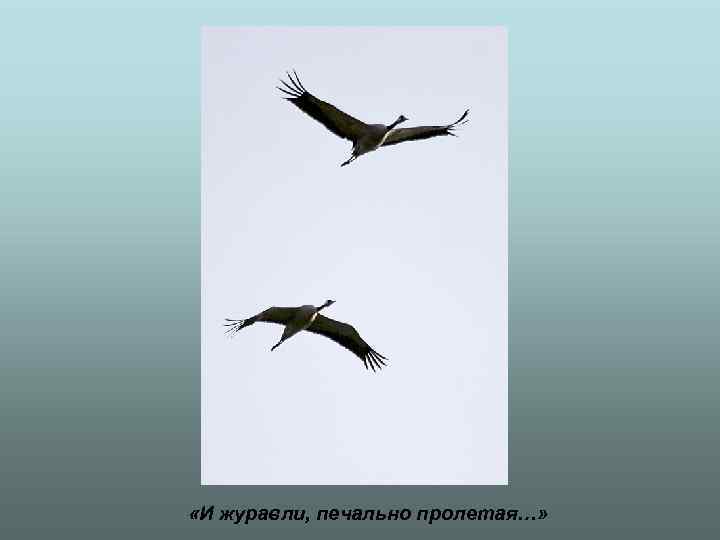  «И журавли, печально пролетая…» 