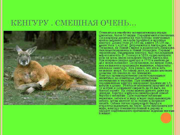 КЕНГУРУ. СМЕШНАЯ ОЧЕНЬ… Относятся к семейству млекопитающих отряда сумчатых, более 50 видов. Передвигаются скачками.