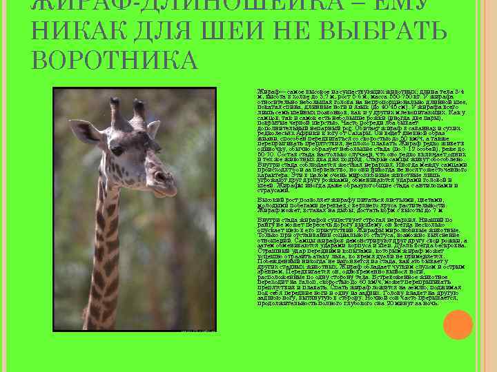 ЖИРАФ-ДЛИНОШЕЙКА – ЕМУ НИКАК ДЛЯ ШЕИ НЕ ВЫБРАТЬ ВОРОТНИКА Жираф— самое высокое из существующих