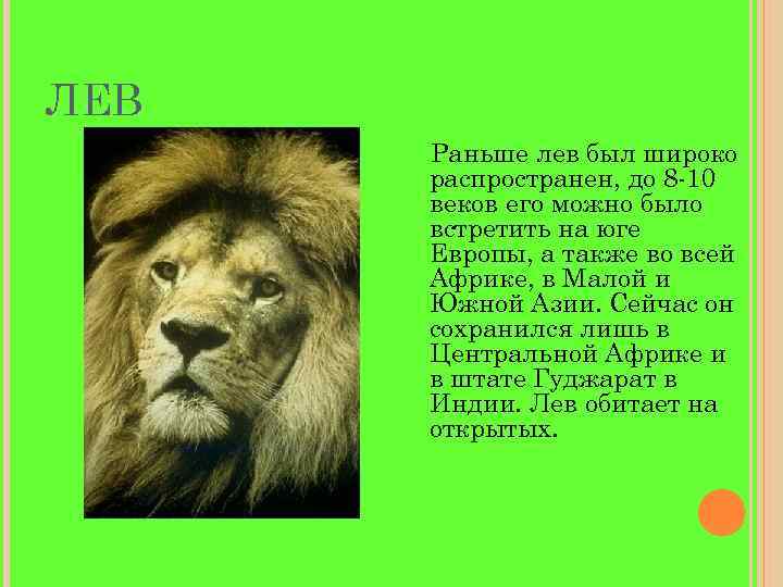 ЛЕВ Раньше лев был широко распространен, до 8 -10 веков его можно было встретить