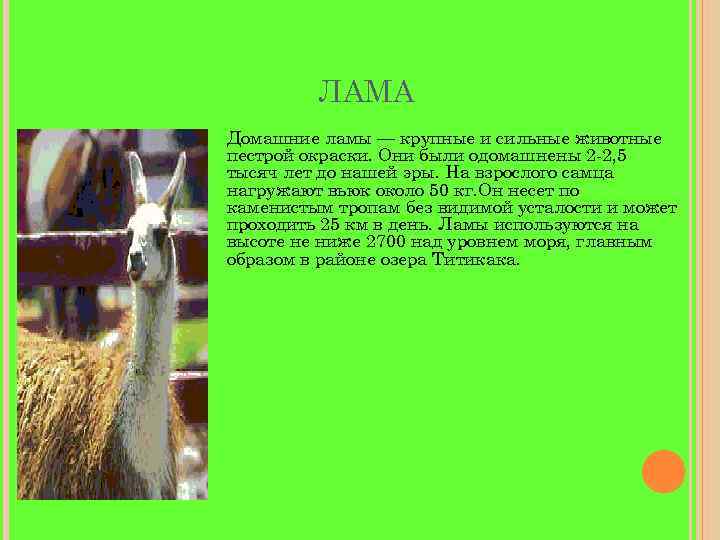 ЛАМА Домашние ламы — крупные и сильные животные пестрой окраски. Они были одомашнены 2