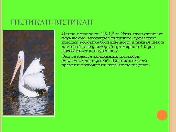 ПЕЛИКАН-ВЕЛИКАН Длина пеликанов 1, 3 -1, 8 м. Этих птиц отличает неуклюжее, массивное туловище,