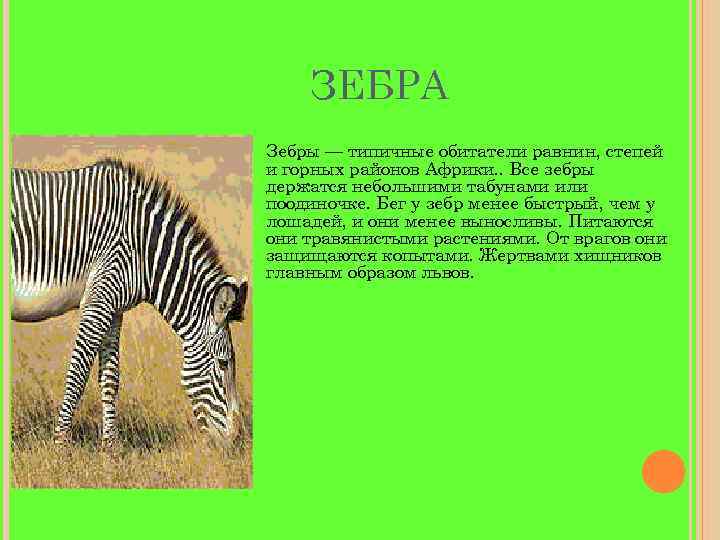 ЗЕБРА Зебры — типичные обитатели равнин, степей и горных районов Африки. . Все зебры