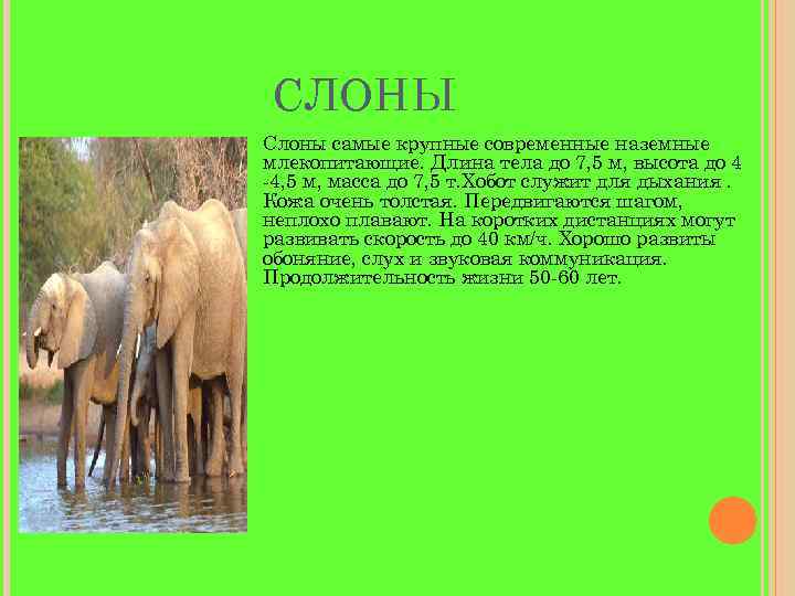 СЛОНЫ Слоны самые крупные современные наземные млекопитающие. Длина тела до 7, 5 м, высота