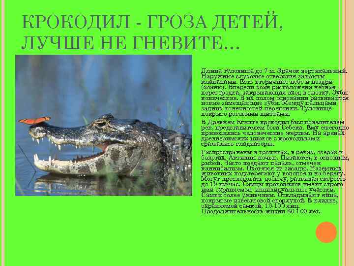 КРОКОДИЛ - ГРОЗА ДЕТЕЙ, ЛУЧШЕ НЕ ГНЕВИТЕ… Длина туловища до 7 м. Зрачок вертикальный.