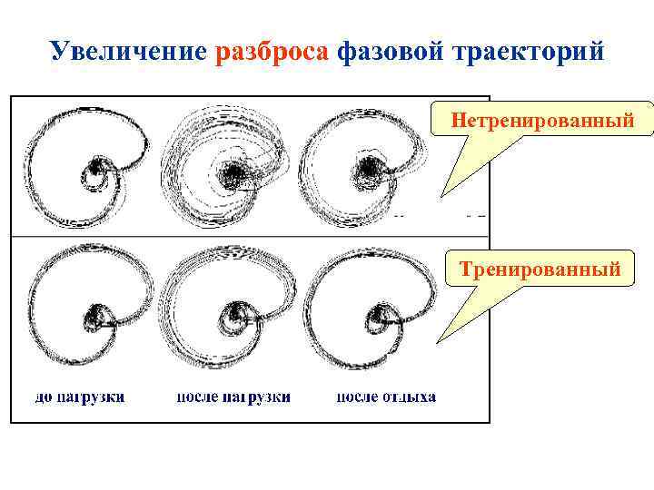 Увеличение разброса фазовой траекторий Нетренированный Тренированный 