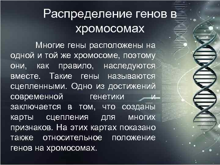 Гены находятся в разных хромосомах. Название генов человека. Распределение генов. Сцепленными называются гены. Распределение генов в хромосомах.