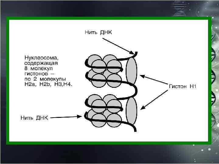 Структура белка закодирована в молекуле днк. Гистоны строение. Строение нуклеосом. Схема строения нуклеосомы. Нуклеосомы и хромосомы.