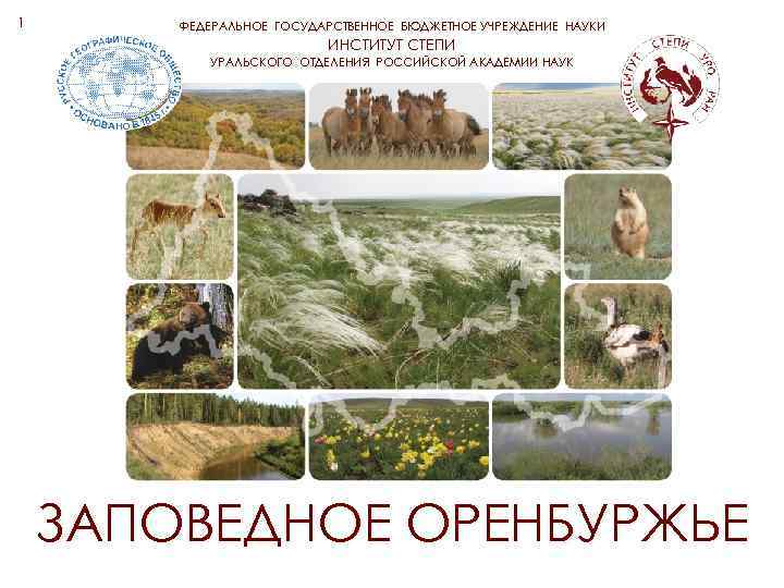1 ФЕДЕРАЛЬНОЕ ГОСУДАРСТВЕННОЕ БЮДЖЕТНОЕ УЧРЕЖДЕНИЕ НАУКИ ИНСТИТУТ СТЕПИ УРАЛЬСКОГО ОТДЕЛЕНИЯ РОССИЙСКОЙ АКАДЕМИИ НАУК ЗАПОВЕДНОЕ