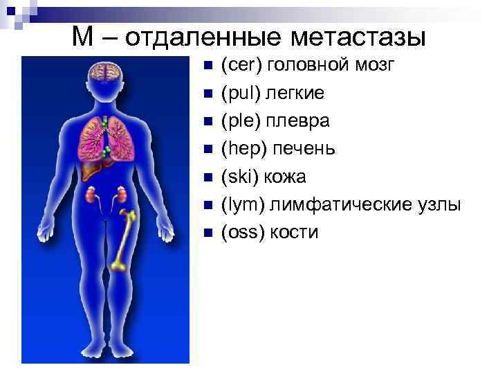 М – отдаленные метастазы n n n n (cer) головной мозг (pul) легкие (ple)