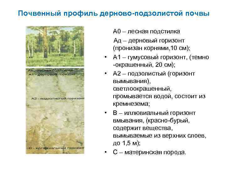 Почвенный профиль дерново-подзолистой почвы • • А 0 – лесная подстилка Ад – дерновый