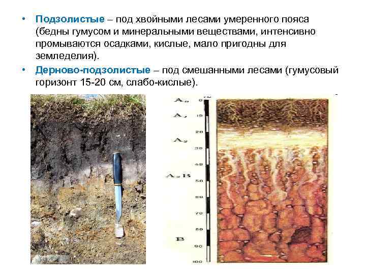  • Подзолистые – под хвойными лесами умеренного пояса (бедны гумусом и минеральными веществами,