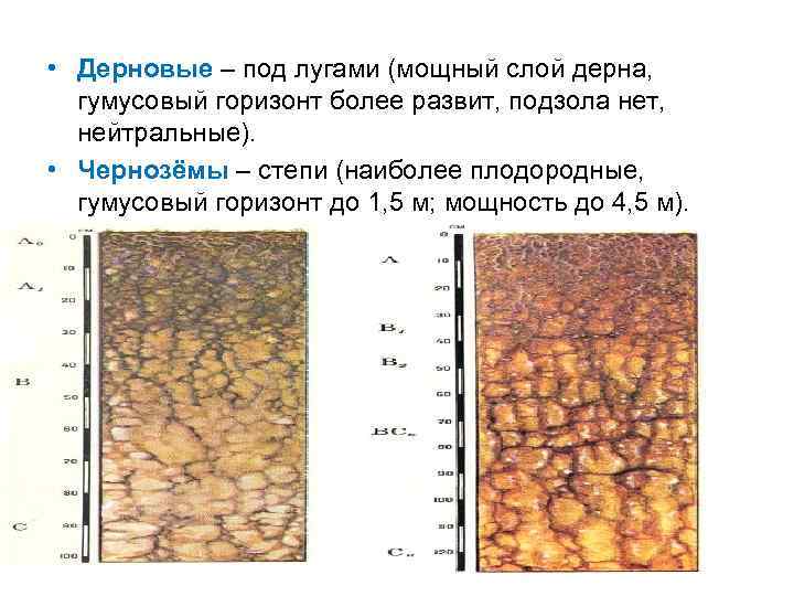  • Дерновые – под лугами (мощный слой дерна, гумусовый горизонт более развит, подзола