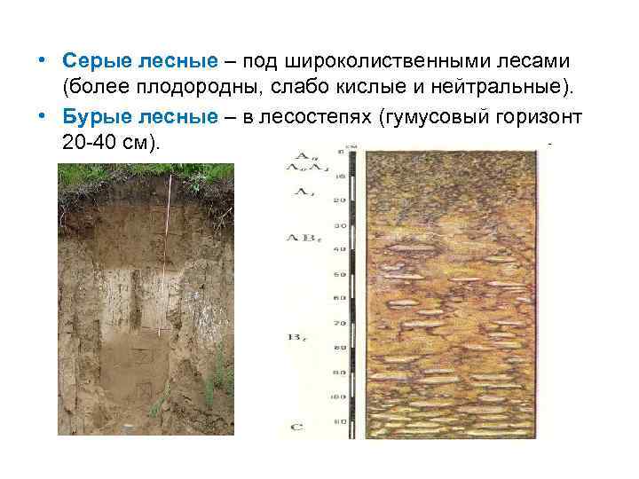  • Серые лесные – под широколиственными лесами (более плодородны, слабо кислые и нейтральные).