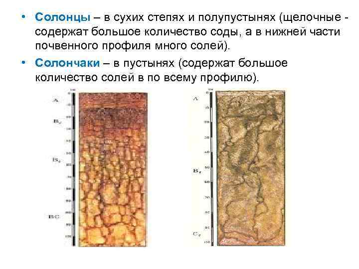  • Солонцы – в сухих степях и полупустынях (щелочные содержат большое количество соды,