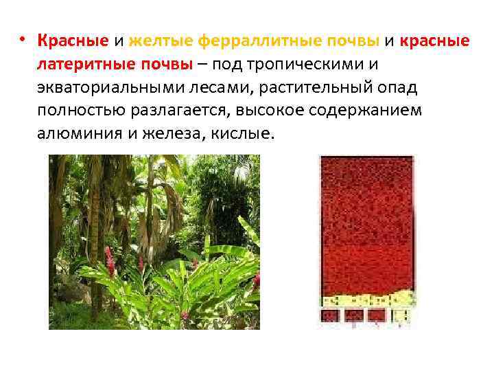  • Красные и желтые ферраллитные почвы и красные латеритные почвы – под тропическими