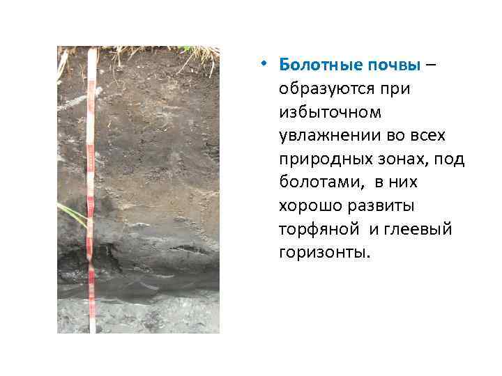  • Болотные почвы – образуются при избыточном увлажнении во всех природных зонах, под