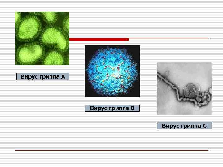 Вирус гриппа А Вирус гриппа В Вирус гриппа С 