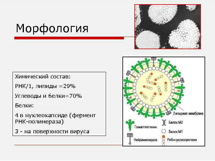 Морфология Химический состав: РНК/1, липиды =29% Углеводы и белки=70% Белки: 4 в нуклеокапсиде (фермент