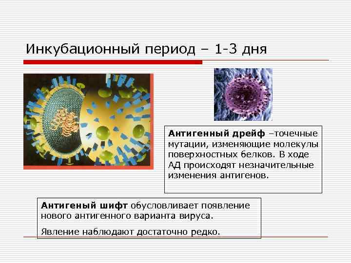 Инкубационный период – 1 -3 дня Антигенный дрейф –точечные мутации, изменяющие молекулы поверхностных белков.