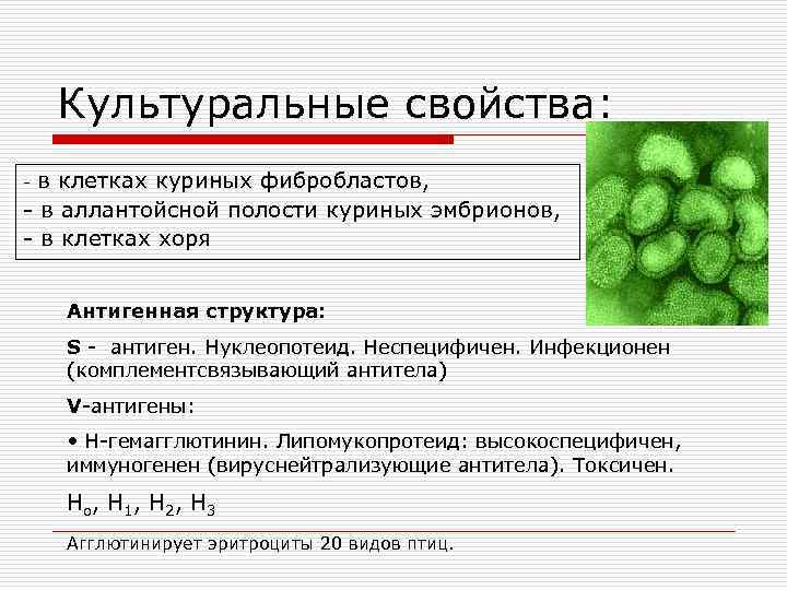 Культуральные свойства: в клетках куриных фибробластов, - в аллантойсной полости куриных эмбрионов, - в