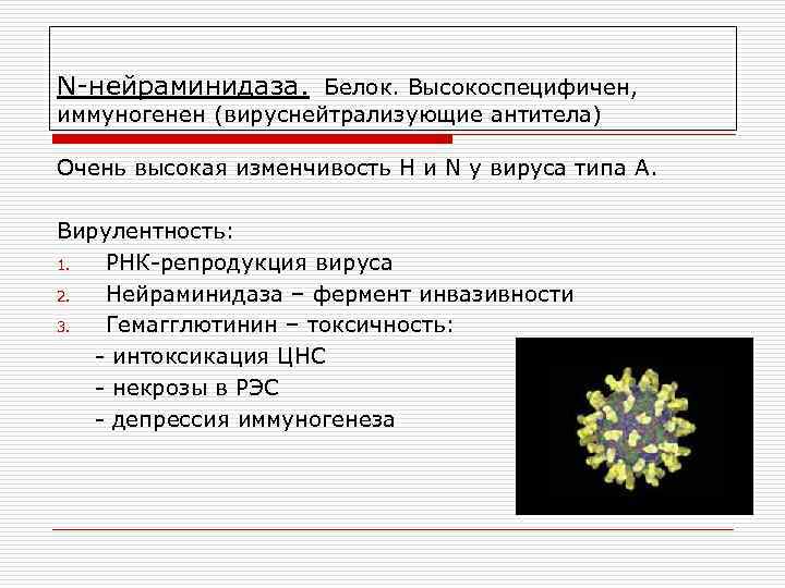 N-нейраминидаза. Белок. Высокоспецифичен, иммуногенен (вируснейтрализующие антитела) Очень высокая изменчивость Н и N у вируса