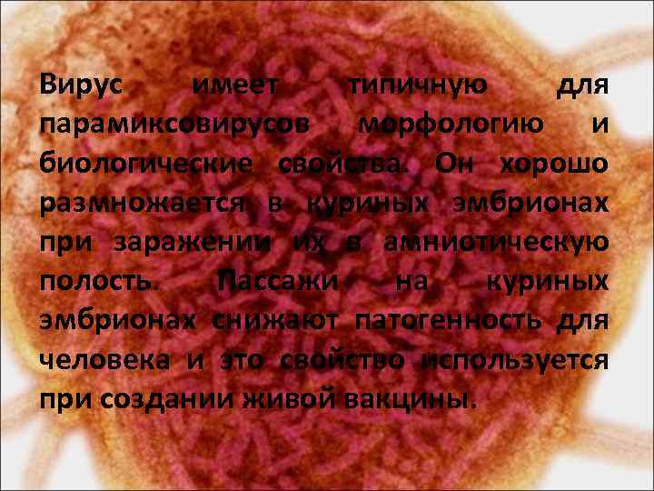 Вирус имеет типичную для парамиксовирусов морфологию и биологические свойства. Он хорошо размножается в куриных