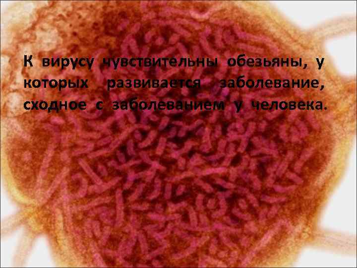 К вирусу чувствительны обезьяны, у которых развивается заболевание, сходное с заболеванием у человека. 