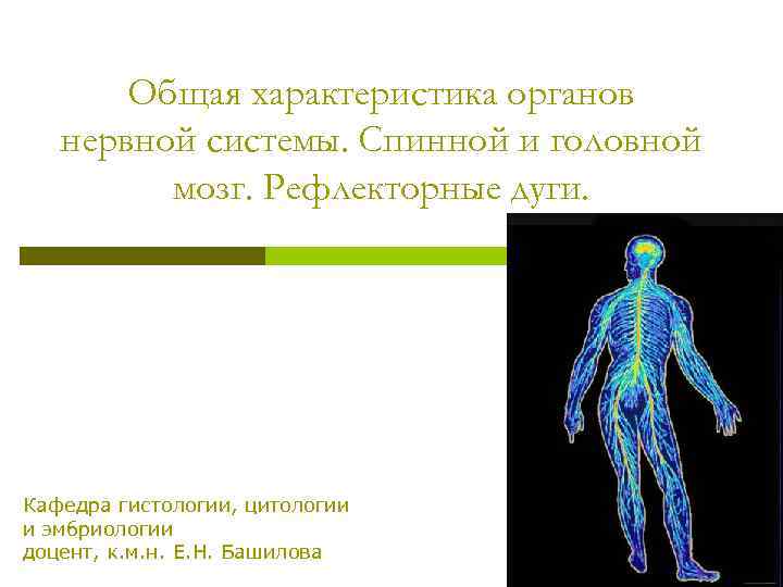 Общая характеристика органов нервной системы. Спинной и головной мозг. Рефлекторные дуги. Кафедра гистологии, цитологии