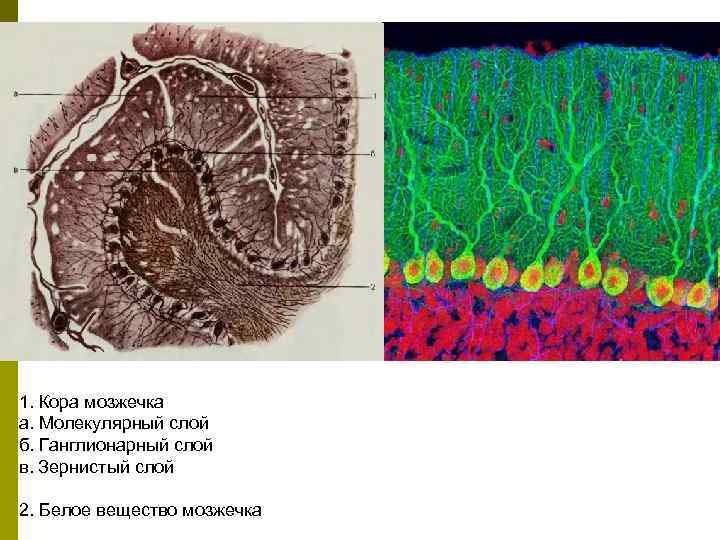 1. Кора мозжечка а. Молекулярный слой б. Ганглионарный слой в. Зернистый слой 2. Белое